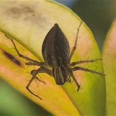 Oxyopes sp. (genus) at Bungendore, NSW - suppressed