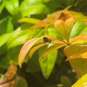 Oxyopes sp. (genus) at Bungendore, NSW - suppressed