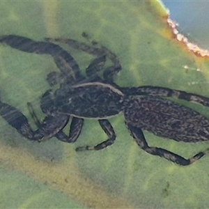 Holoplatys sp. (genus) (Unidentified Holoplatys jumping spider) at Bungendore, NSW by clarehoneydove