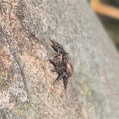 Servaea incana (Hoary Servaea) at Bungendore, NSW - 25 Dec 2024 by clarehoneydove