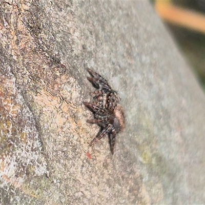 Servaea incana (Hoary Servaea) at Bungendore, NSW - 25 Dec 2024 by clarehoneydove