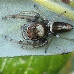 Opisthoncus sp. (genus) (Unidentified Opisthoncus jumping spider) at Bungendore, NSW - 25 Dec 2024 by clarehoneydove