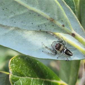 Opisthoncus sp. (genus) at Bungendore, NSW - suppressed