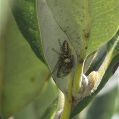 Opisthoncus sp. (genus) at Bungendore, NSW - suppressed