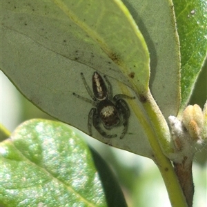 Opisthoncus sp. (genus) at Bungendore, NSW - suppressed