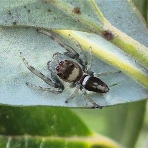 Opisthoncus sp. (genus) at Bungendore, NSW - suppressed