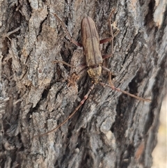 Pachydissus sericus (Longhorn beetle) at Bungendore, NSW - 25 Dec 2024 by clarehoneydove