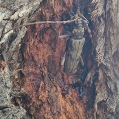 Pachydissus sericus at Bungendore, NSW - suppressed