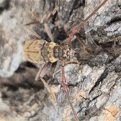 Pachydissus sericus at Bungendore, NSW - suppressed