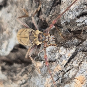 Pachydissus sericus at Bungendore, NSW - suppressed