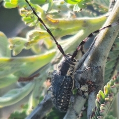 Ancita marginicollis (A longhorn beetle) at Bungendore, NSW - 25 Dec 2024 by clarehoneydove