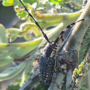 Ancita marginicollis at Bungendore, NSW - suppressed