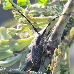 Ancita marginicollis at Bungendore, NSW - suppressed