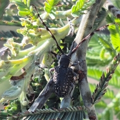 Ancita marginicollis at Bungendore, NSW - suppressed