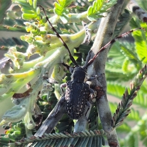 Ancita marginicollis at Bungendore, NSW - suppressed