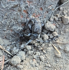 Lamiinae (family) (Flat-faced Longhorn Beetle) at Bungendore, NSW - 25 Dec 2024 by clarehoneydove