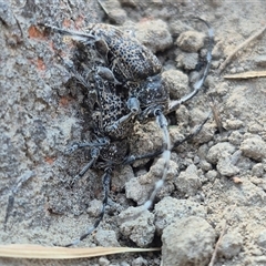 Lamiinae (family) at Bungendore, NSW - suppressed