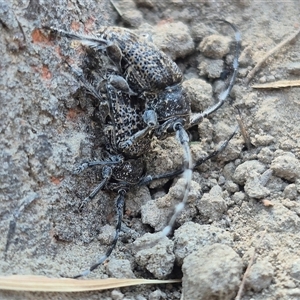 Lamiinae (family) at Bungendore, NSW - suppressed