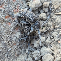 Lamiinae (family) at Bungendore, NSW - suppressed