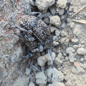 Lamiinae (family) at Bungendore, NSW - suppressed