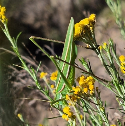 Tinzeda (genus) (A katydid) at Bungendore, NSW - 25 Dec 2024 by clarehoneydove