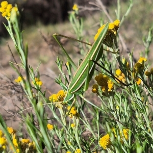 Tinzeda (genus) at Bungendore, NSW - suppressed