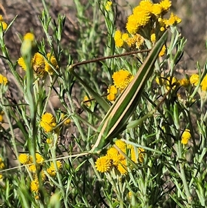 Tinzeda (genus) at Bungendore, NSW - suppressed