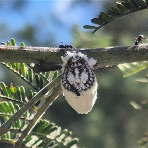 Icerya purchasi at Bungendore, NSW - suppressed