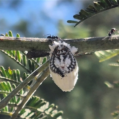 Monophlebulus sp. (genus) at Bungendore, NSW - 25 Dec 2024 by clarehoneydove