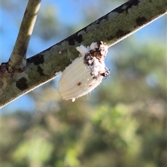 Icerya purchasi at Bungendore, NSW - suppressed