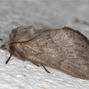 Pernattia pusilla (She-Oak Moth) at Melba, ACT by kasiaaus