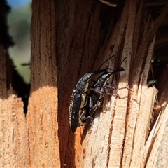 Rhinotia sp. in brunnea-group at Bungendore, NSW - 25 Dec 2024 by clarehoneydove