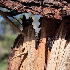 Rhinotia sp. in brunnea-group at Bungendore, NSW - 25 Dec 2024