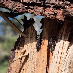 Rhinotia sp. in brunnea-group at Bungendore, NSW - 25 Dec 2024