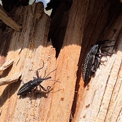 Rhinotia sp. in brunnea-group at Bungendore, NSW - 25 Dec 2024