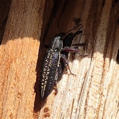 Rhinotia sp. in brunnea-group at Bungendore, NSW - 25 Dec 2024