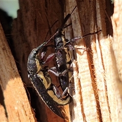 Rhinotia sp. in brunnea-group at Bungendore, NSW - 25 Dec 2024