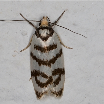Linosticha cyclophragma (A Concealer moth (Wingia group)) at Melba, ACT - 21 Dec 2024 by kasiaaus