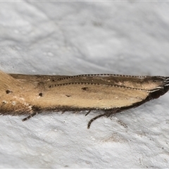 Mesophleps crocina (A Gelechioid moth (Anacampsinae)) at Melba, ACT - 21 Dec 2024 by kasiaaus