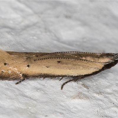 Mesophleps (genus) (A Gelechioid moth) at Melba, ACT - 21 Dec 2024 by kasiaaus