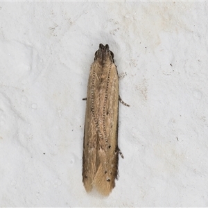 Mesophleps crocina at Melba, ACT - 21 Dec 2024 11:32 PM