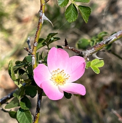 Rosa rubiginosa (Sweet Briar, Eglantine) at Yarralumla, ACT - 26 Dec 2024 by RWPurdie