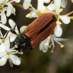 Castiarina erythroptera at Hawker, ACT - 23 Dec 2024 by AlisonMilton