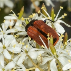 Castiarina erythroptera at Hawker, ACT - 24 Dec 2024 10:33 AM