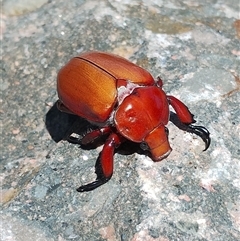 Anoplognathus montanus (Montane Christmas beetle) at Murrumbateman, NSW - 24 Dec 2024 by Tess