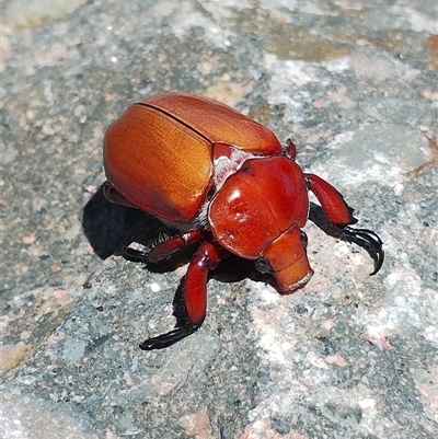 Anoplognathus montanus (Montane Christmas beetle) at Murrumbateman, NSW - 24 Dec 2024 by Tess