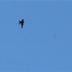 Hirundo neoxena (Welcome Swallow) at Wodonga, VIC - 26 Dec 2024 by KylieWaldon