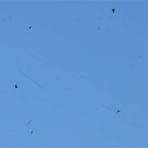 Hirundo neoxena at Wodonga, VIC - 26 Dec 2024 06:38 AM