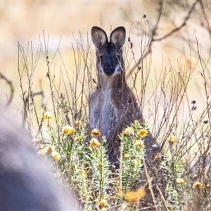 Notamacropus rufogriseus (Red-necked Wallaby) at Hawker, ACT by AlisonMilton