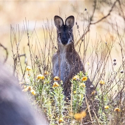 Notamacropus rufogriseus (Red-necked Wallaby) at Hawker, ACT - 24 Dec 2024 by AlisonMilton